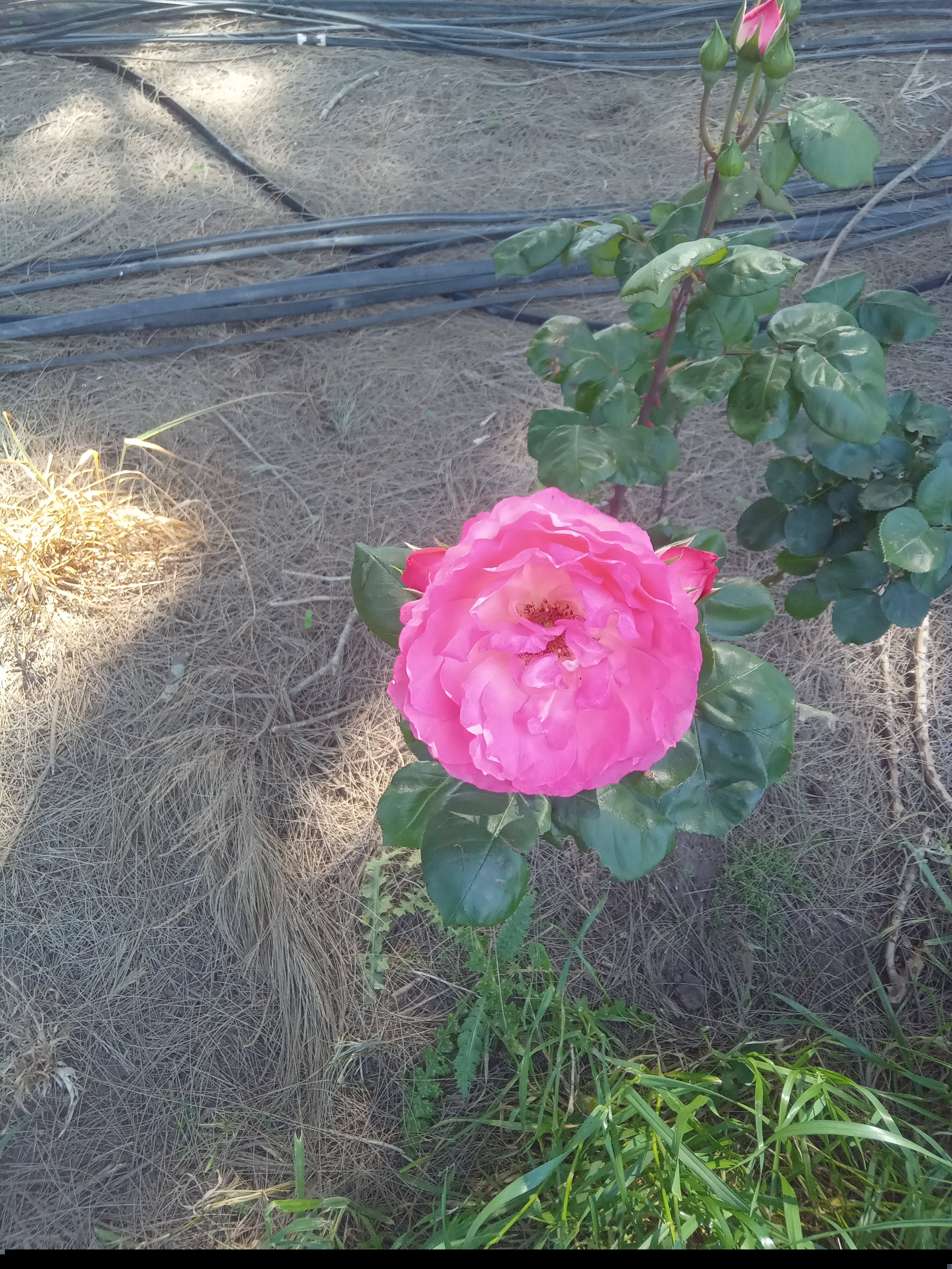 Jardinero en San Pedro — trabajo 2