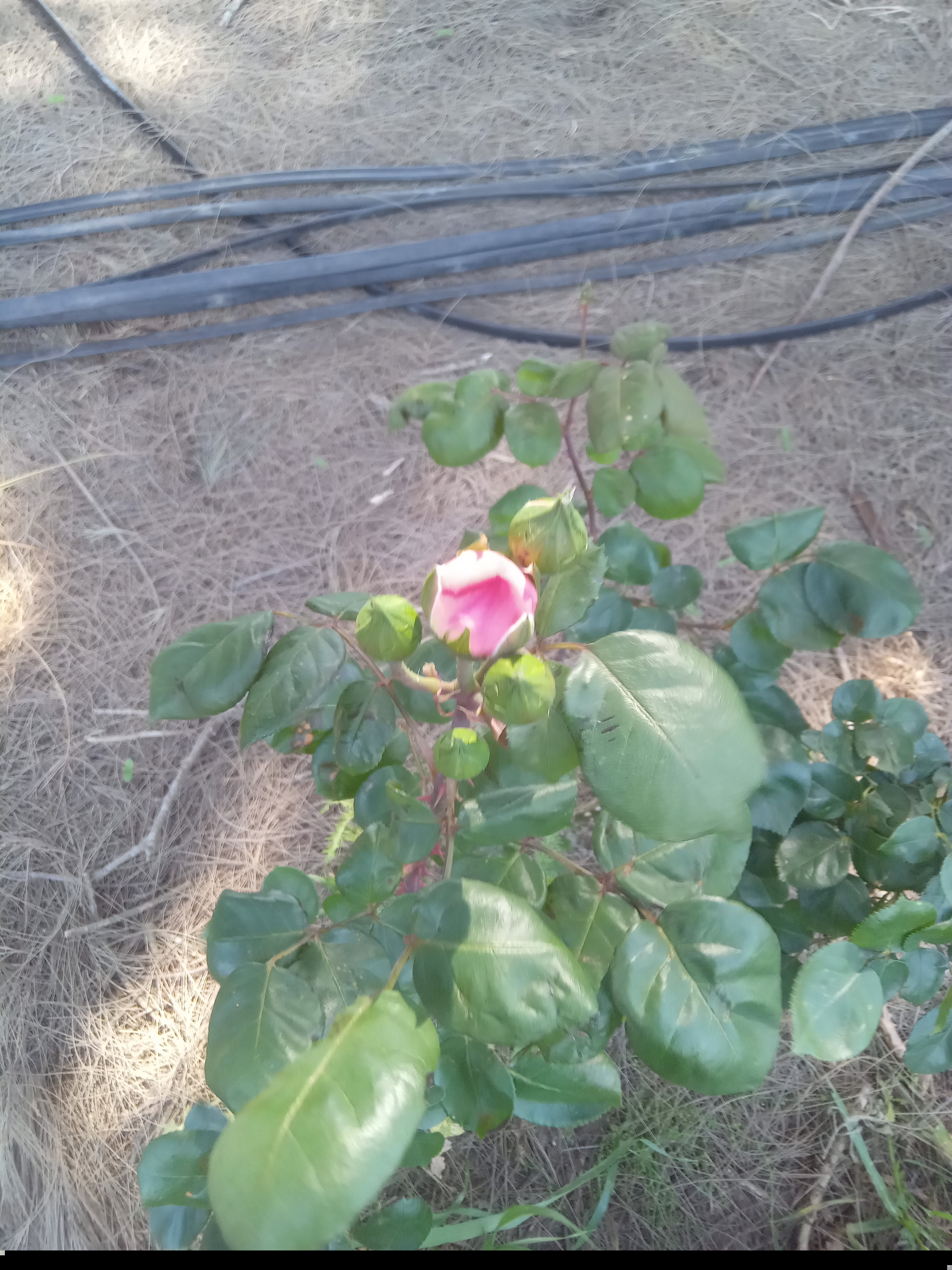 Jardinero en San Pedro — trabajo 3