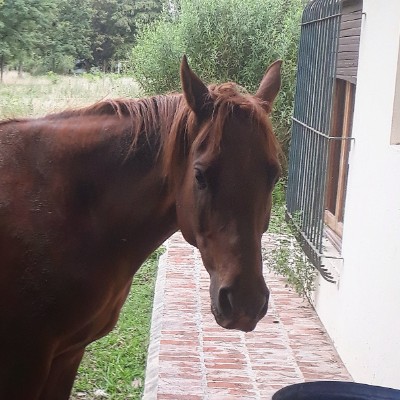 Retrato de Francarpintero 